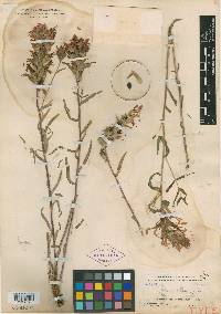 Castilleja tweedyi image