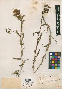Castilleja variabilis image
