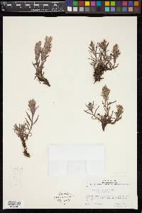 Castilleja pulchella image