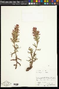 Castilleja applegatei var. pinetorum image