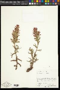 Castilleja applegatei image