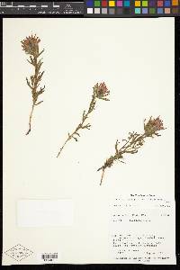 Castilleja applegatei image