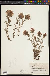 Castilleja applegatei image