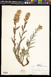 Castilleja sulphurea image