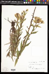 Castilleja sulphurea image