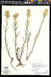 Castilleja sulphurea image