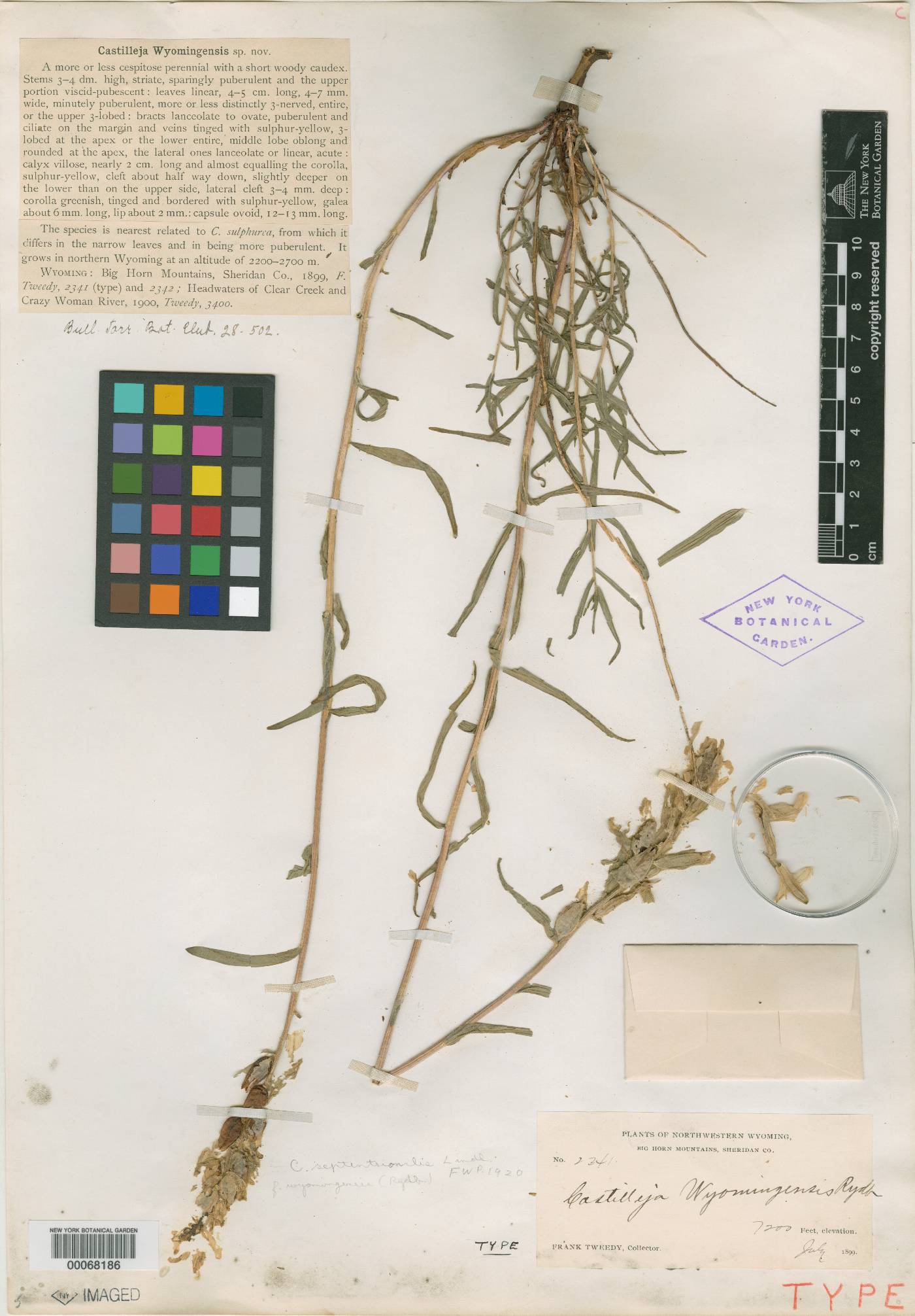 Castilleja wyomingensis image