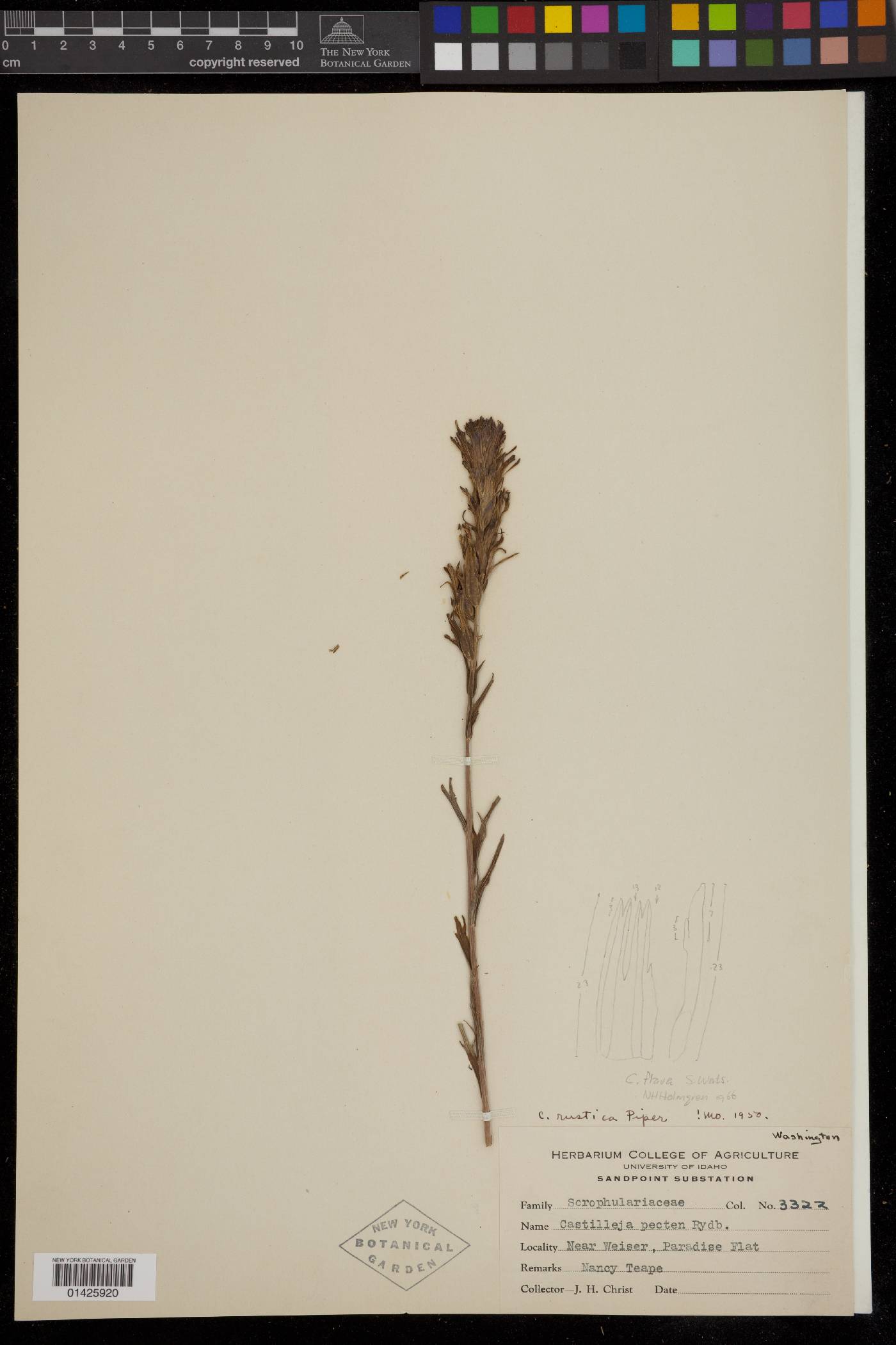 Castilleja flava var. rustica image