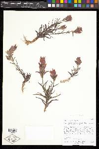 Castilleja revealii image