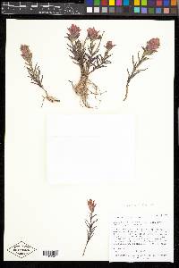 Castilleja revealii image