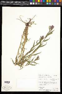 Castilleja rhexiifolia image