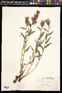 Castilleja rhexiifolia image