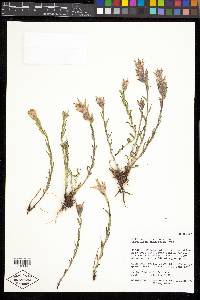 Castilleja sulphurea image