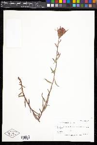 Castilleja rhexiifolia image