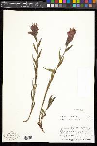 Castilleja rhexiifolia image