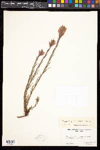 Castilleja rhexiifolia image