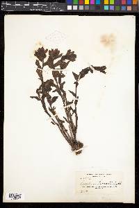 Castilleja rhexiifolia image