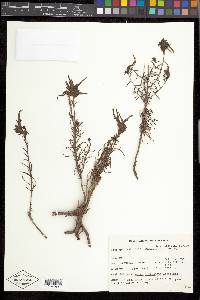 Castilleja linariifolia image