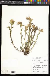 Castilleja sulphurea image