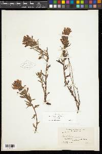 Castilleja applegatei var. pinetorum image