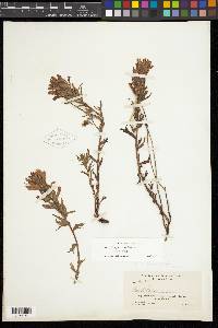 Castilleja applegatei image