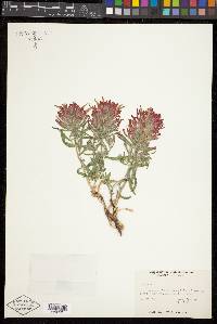 Castilleja scabrida image