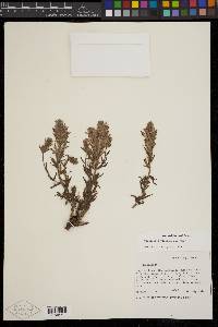 Castilleja viscidula image