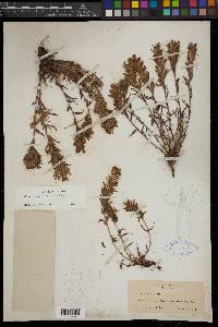 Castilleja viscidula image
