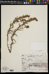 Castilleja viscidula image