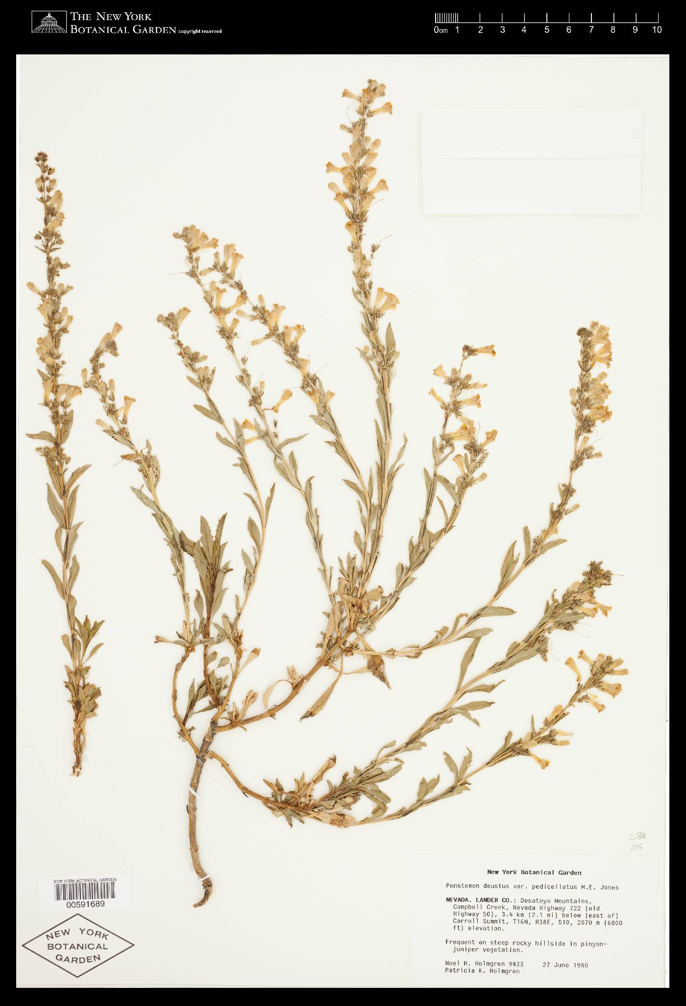 Penstemon deustus var. pedicellatus image