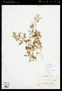 Solanum triflorum image