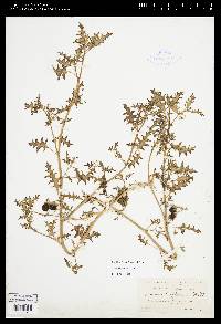 Solanum triflorum image