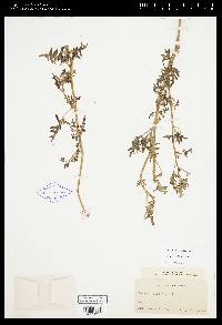 Solanum triflorum image