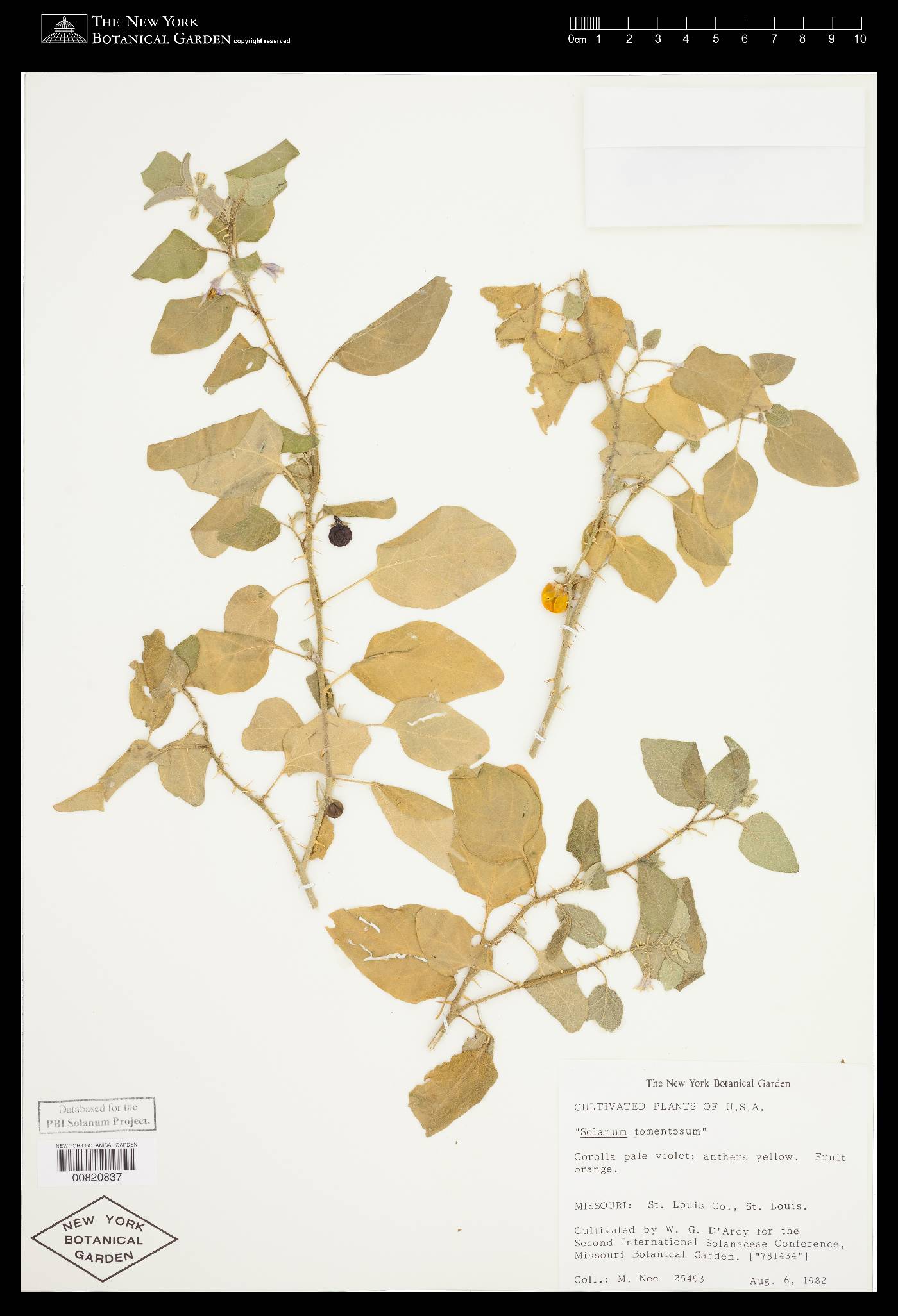 Solanum tomentosum image