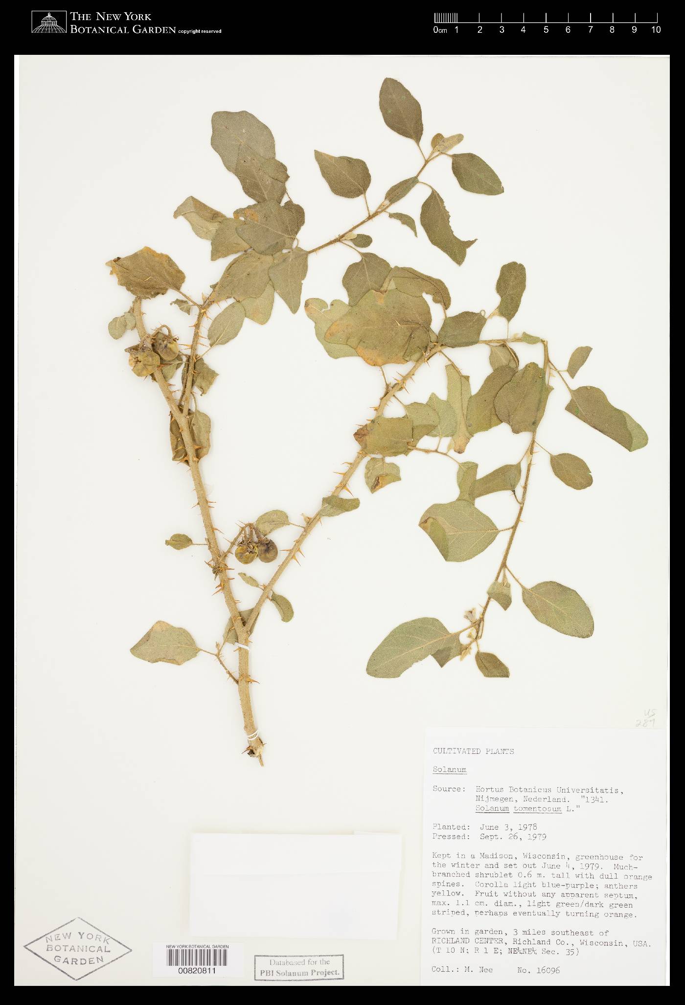 Solanum tomentosum image