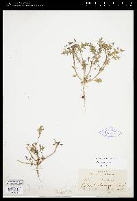 Solanum triflorum image