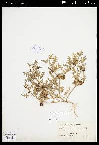 Solanum triflorum image