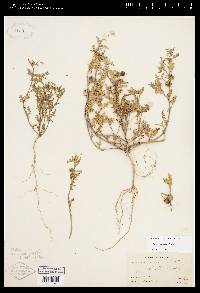 Solanum triflorum image