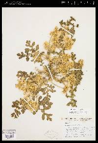 Solanum rostratum image