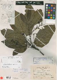 Phoebe platyphylla image