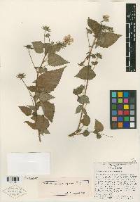 Pavonia spuria image