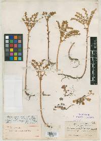 Image of Sedum californicum