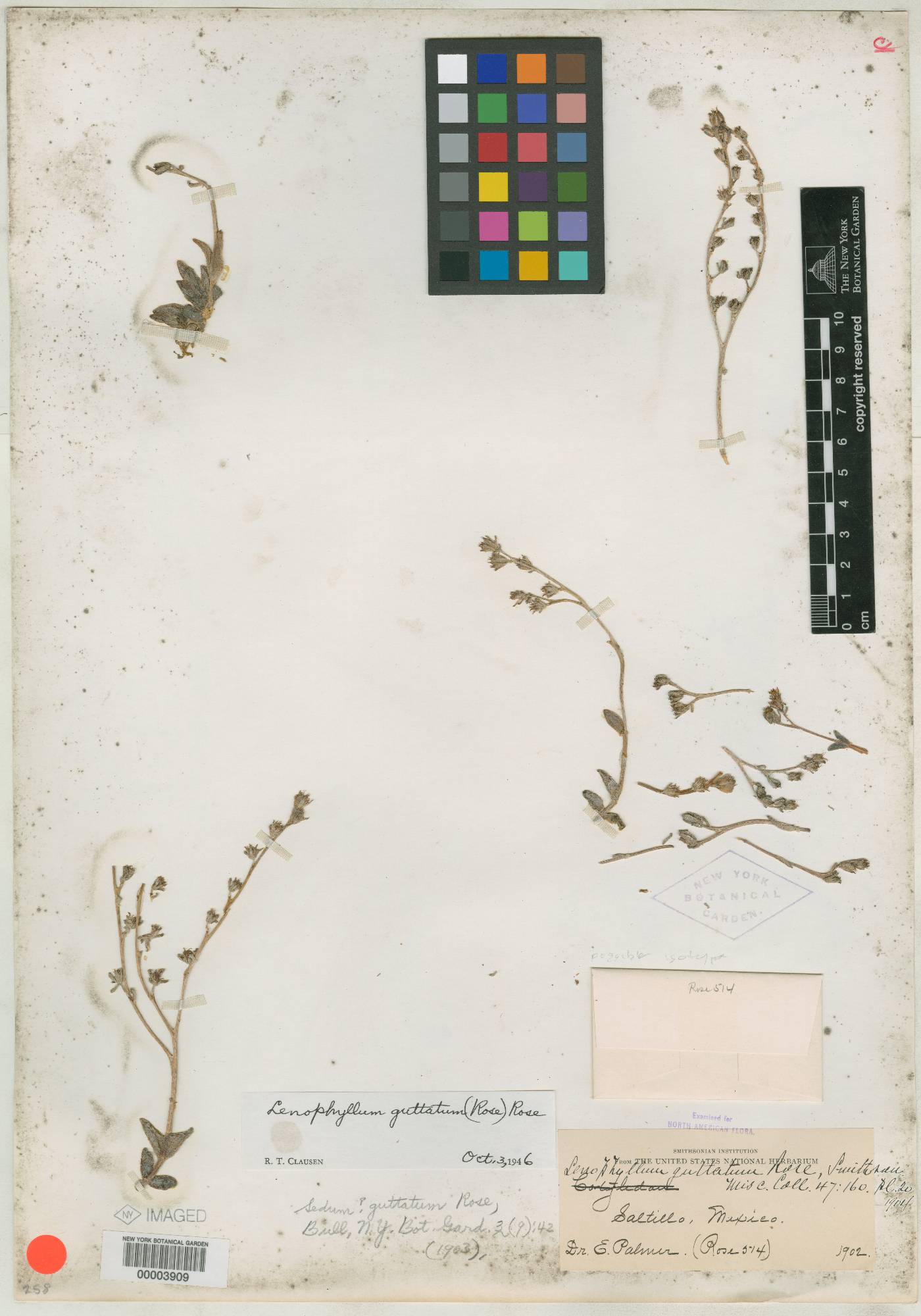 Lenophyllum guttatum image