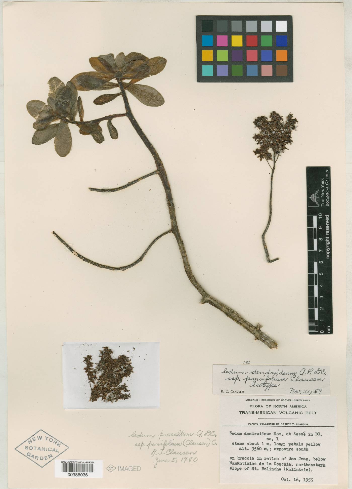 Sedum dendroideum subsp. parvifolium image