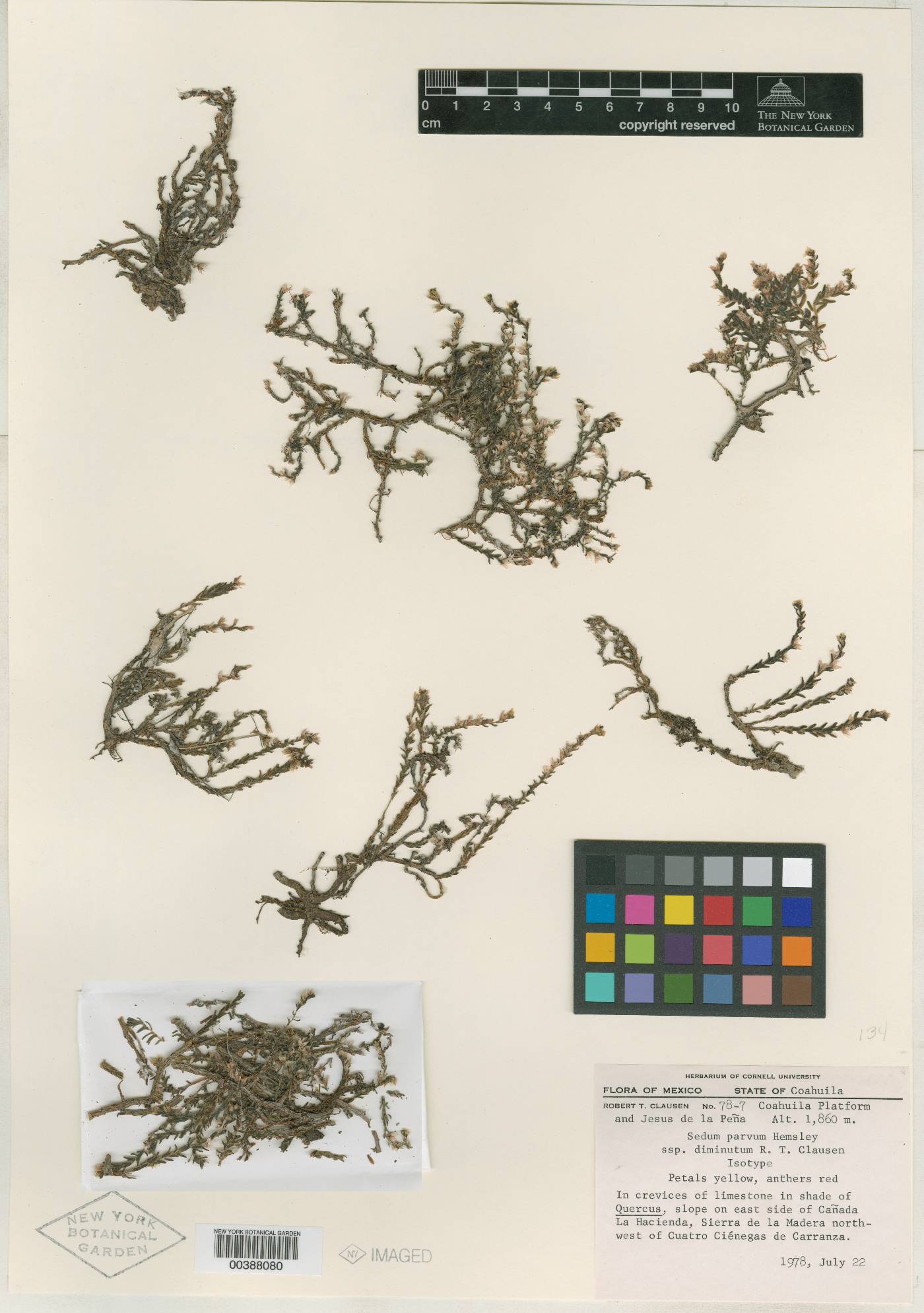 Sedum parvum subsp. diminutum image
