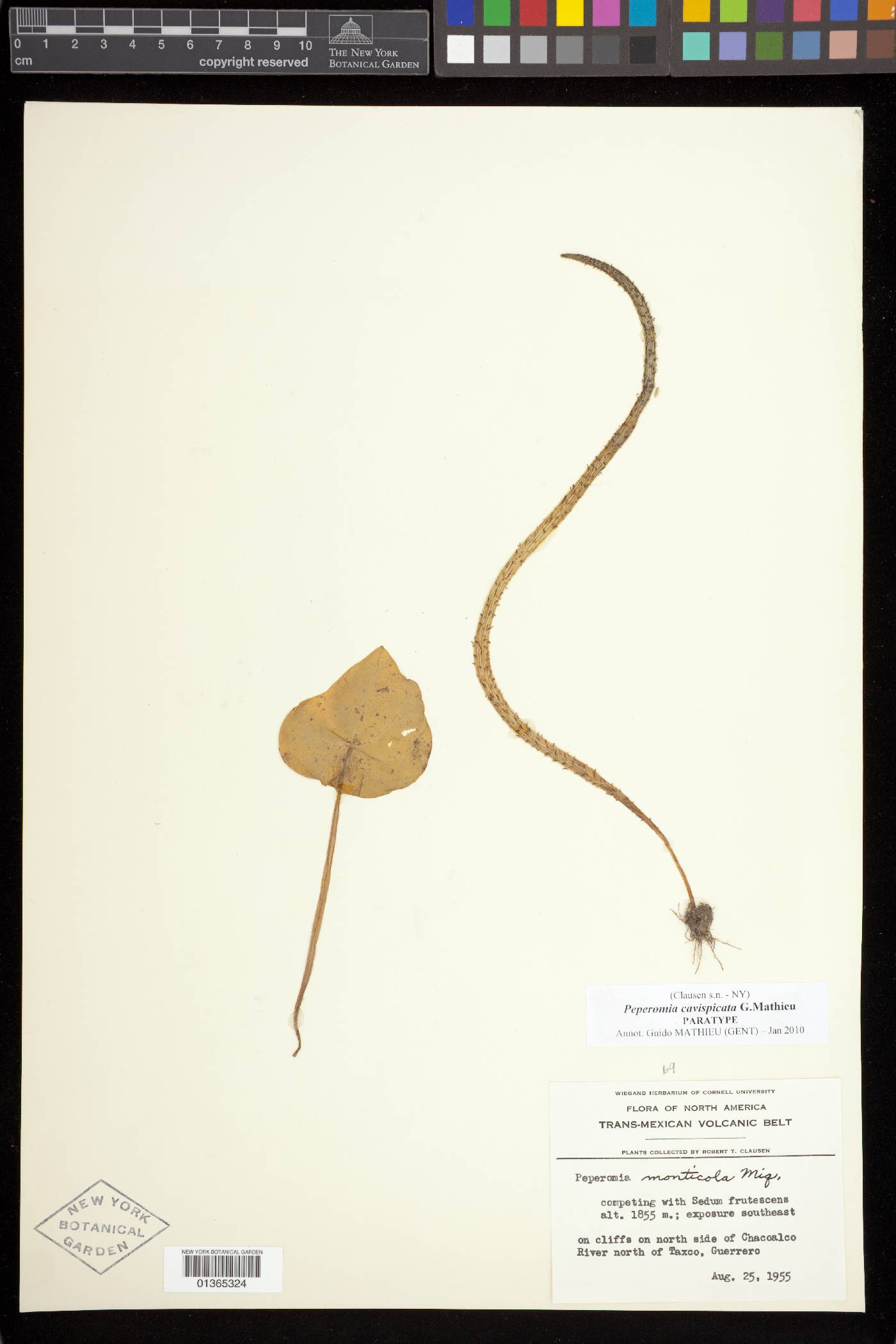 Peperomia cavispicata image