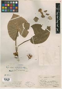 Cyanastrum cordifolium image