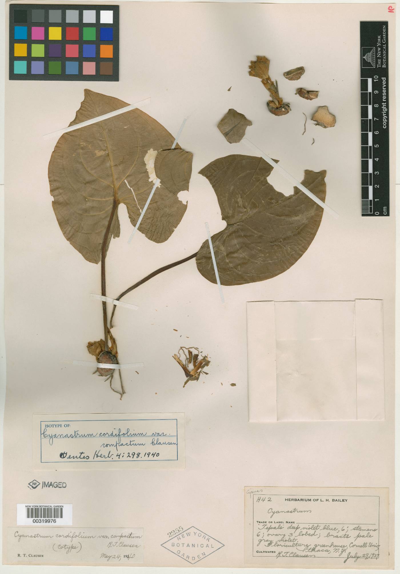 Cyanastrum cordifolium image