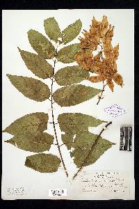 Ailanthus altissima image