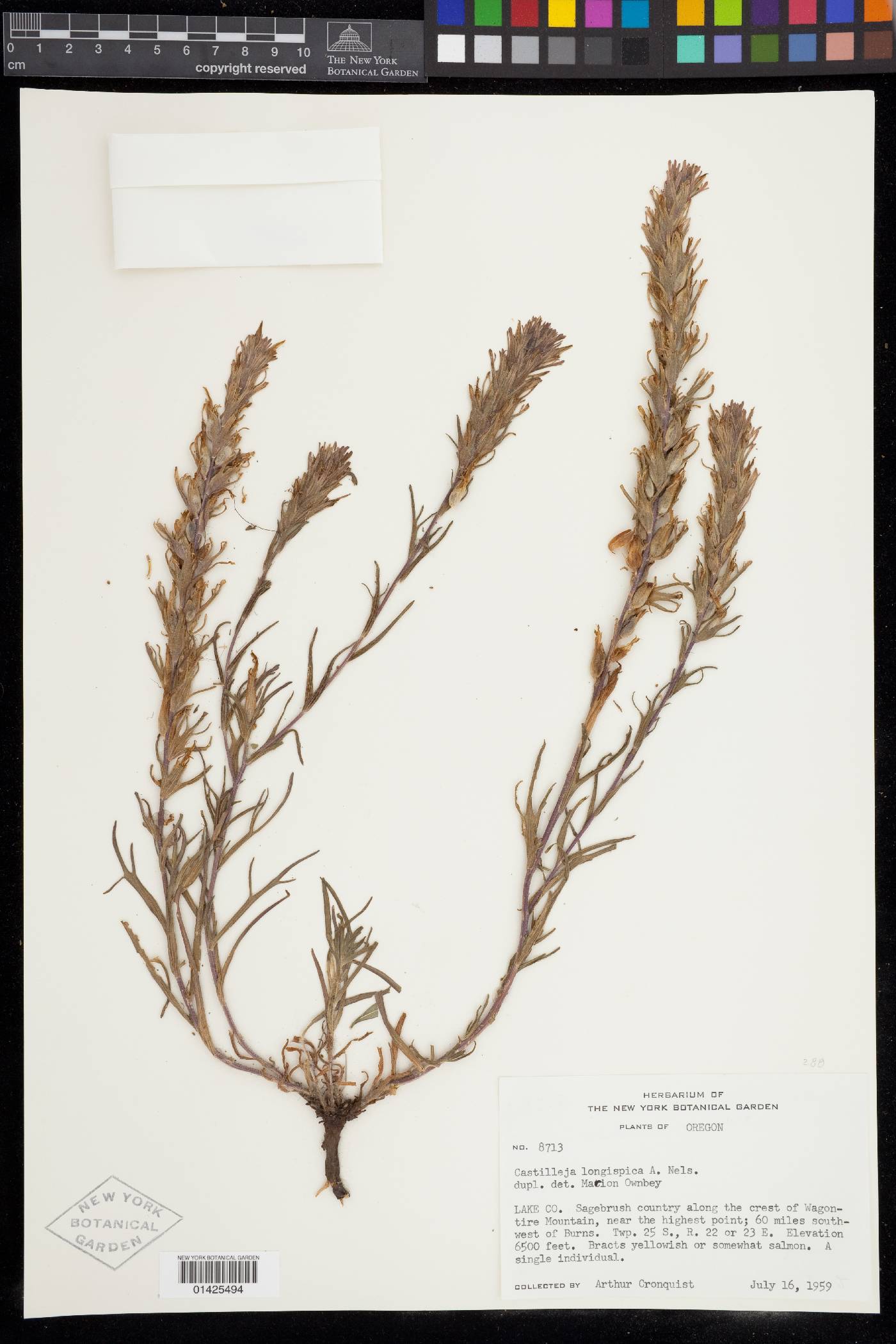 Castilleja pilosa var. longispica image
